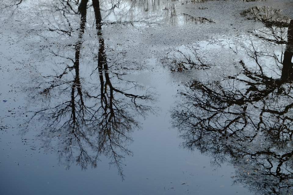 Ağaç su kış refleks