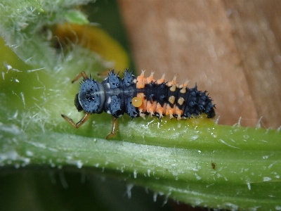 Larvae insect ladybug larva Photo