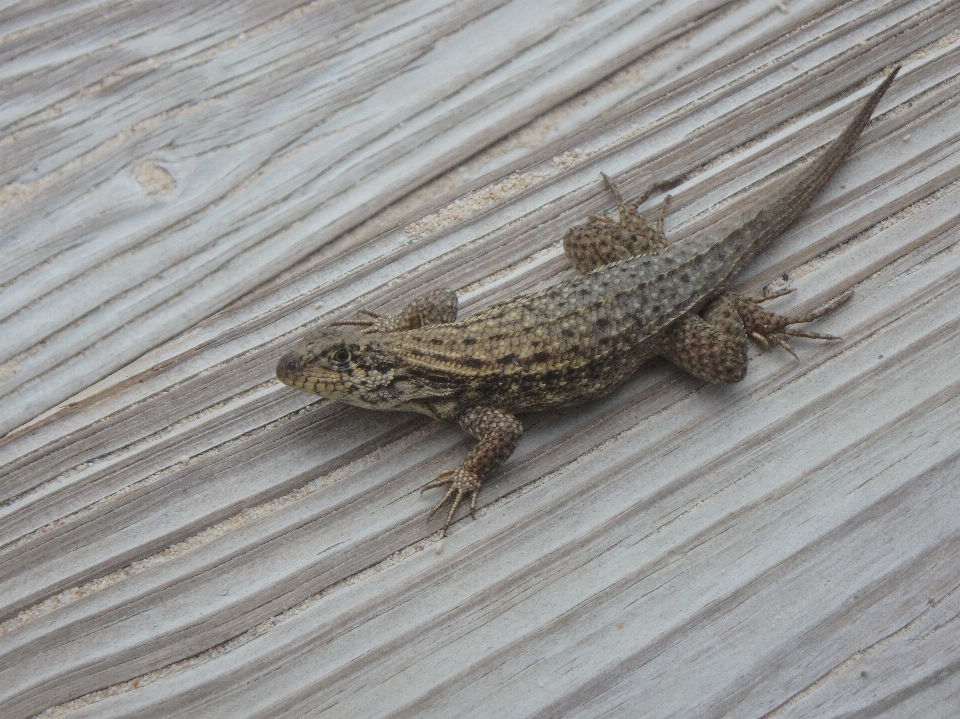 Lézard les bahamas plage patio