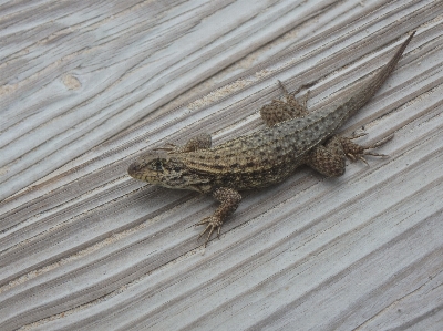 Lizard bahamas beach patio Photo