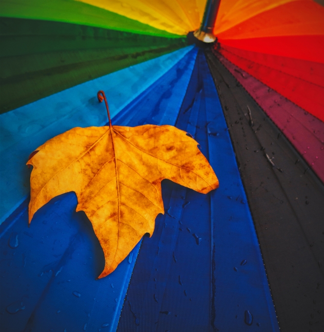 Herbst regen blatt gelb