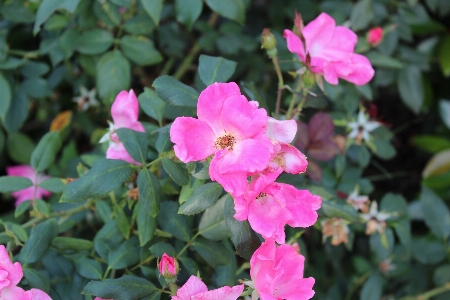 Pink roses flower rose family plant Photo