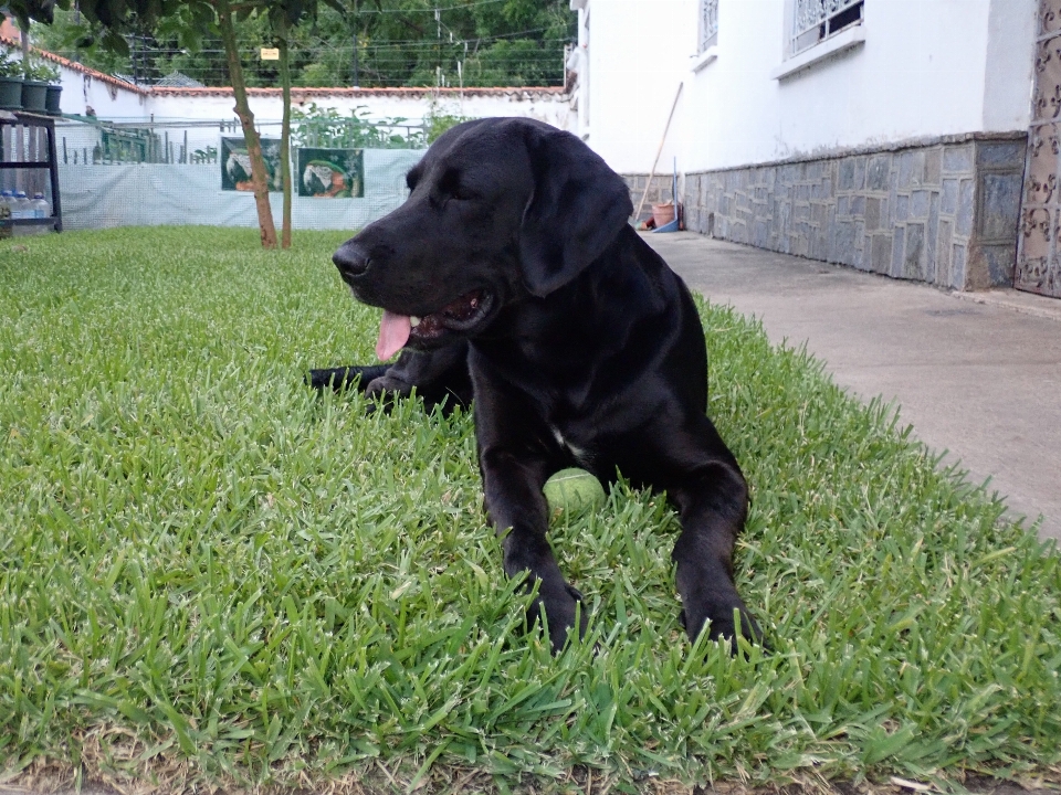 Hund labor labrador haustier