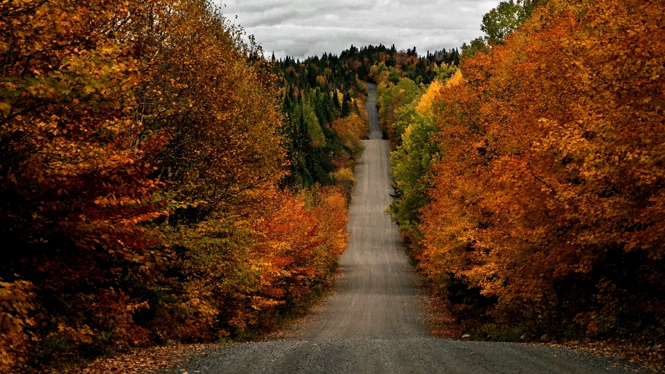 Autumn fall canada quebec