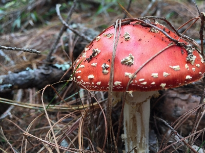 Foto Jamur
 jamur agaric
 yang bisa dimakan
