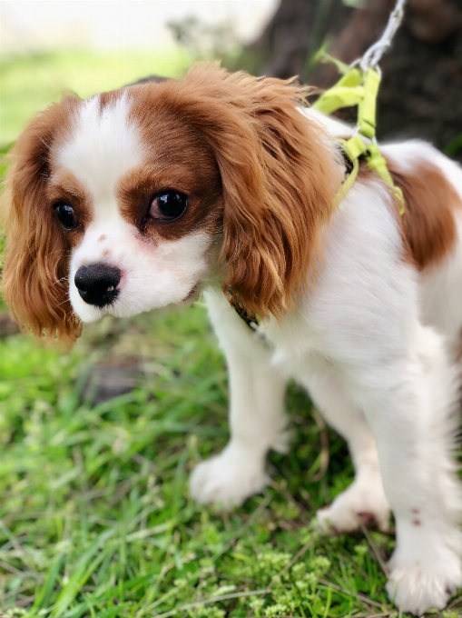 Anak anjing ras anjing
 raja charles spaniel
