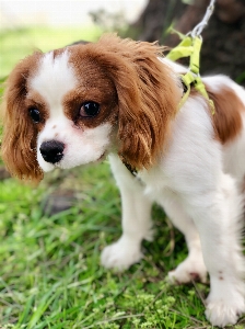 Foto Cucciolo cane di razza
 re charles spaniel
