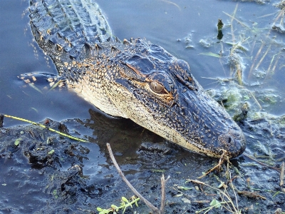 Alligator reptile swamp crocodilia Photo