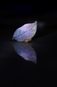 Blatt makrofotografie
 nahaufnahme
 wasser Foto