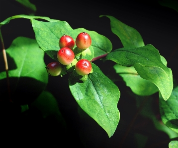 Berries plants leaves garden Photo