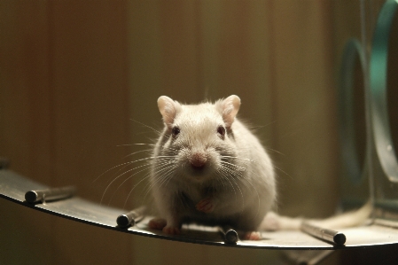 Mouse laboratory science cheesy Photo