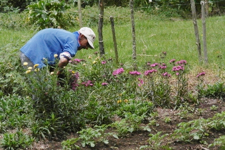 花 農家 色 美しさ 写真