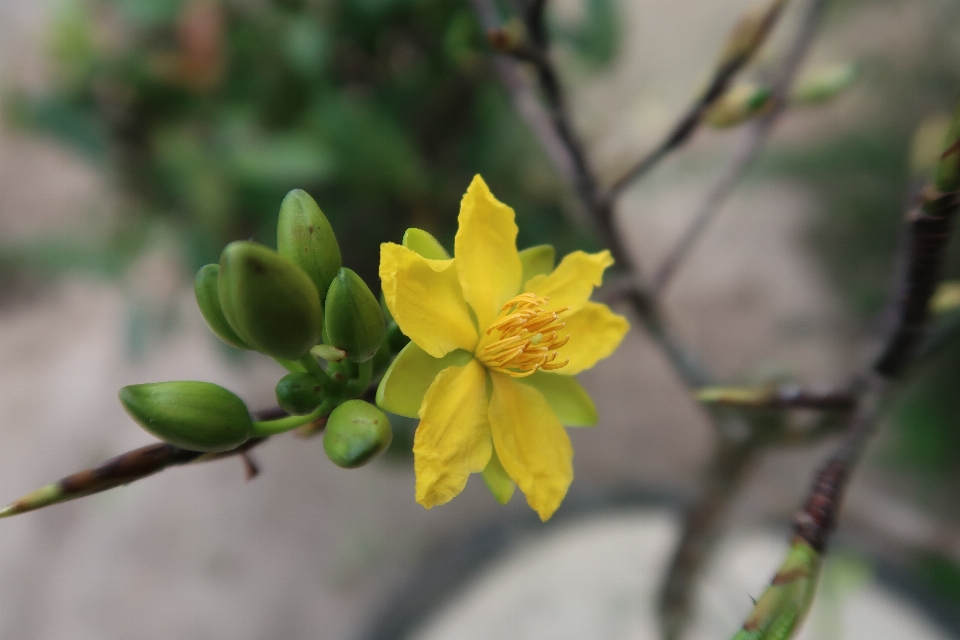 Flor flora amarillo planta