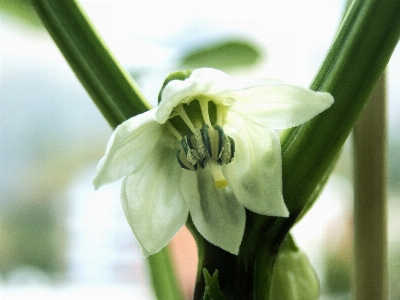 咲く コショウ 花 野菜 写真