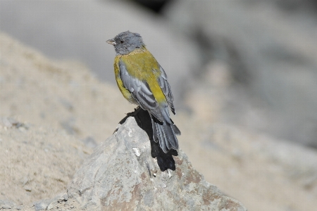 Grey hooded sierra finch Photo