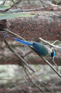 Foto Burung-burung kolumbia alam liar