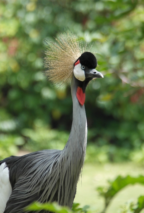 Uccelli selvaggio natura colori