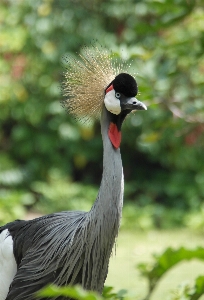 Birds wild nature colours Photo