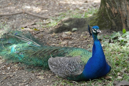 Peacock bird birds colours Photo