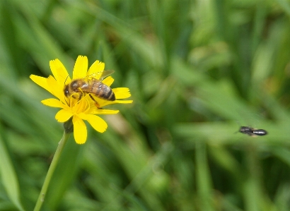 Bee bumblebee honey flower Photo