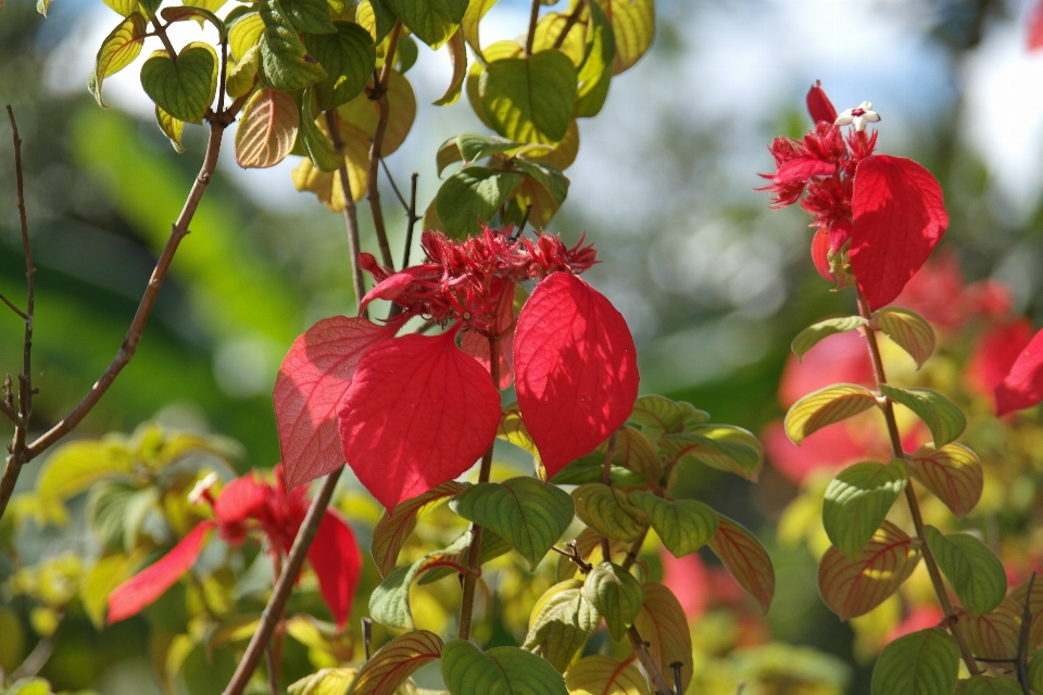 Flowers red colours nature