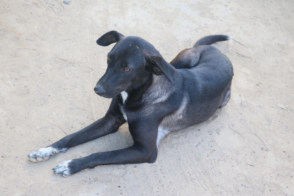 犬 犬種
 哺乳類のような犬
 野良犬
