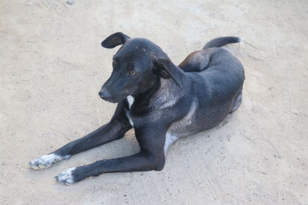 Black dog sand beach Photo