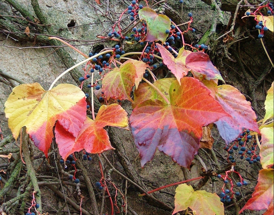 Beauty plants leaf plant