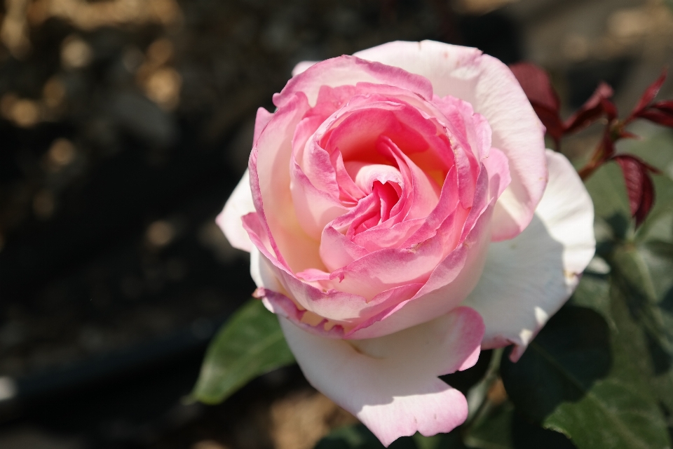 Rose pink flower family