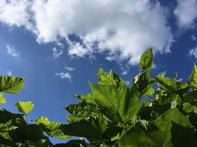 Blauer himmel
 himmel blatt vegetation Foto