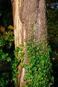 Foto Batang pohon
 menjalar kulit pohon ivy
