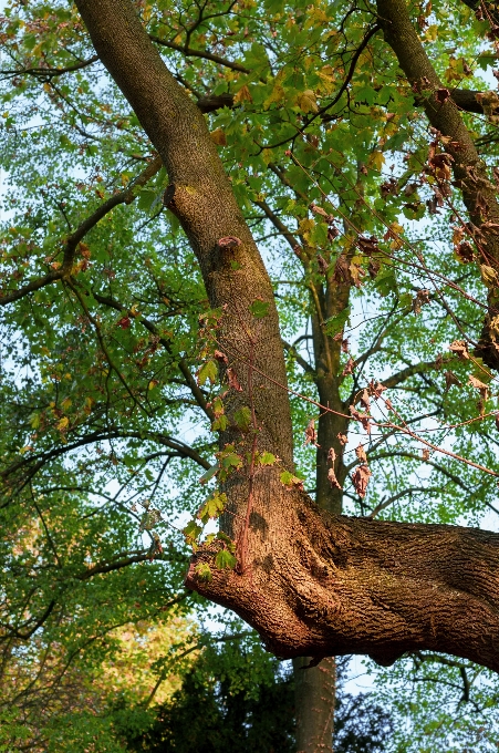 Baum zweig blätter ahorn