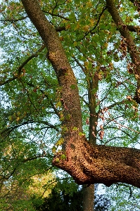 Photo Arbre bifurquer feuilles érable