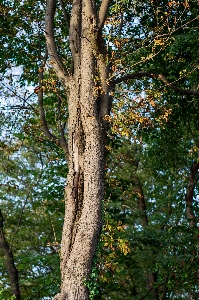 Tree leaves autumn woody plant Photo