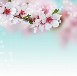 Blossoms pink nature blossom Photo