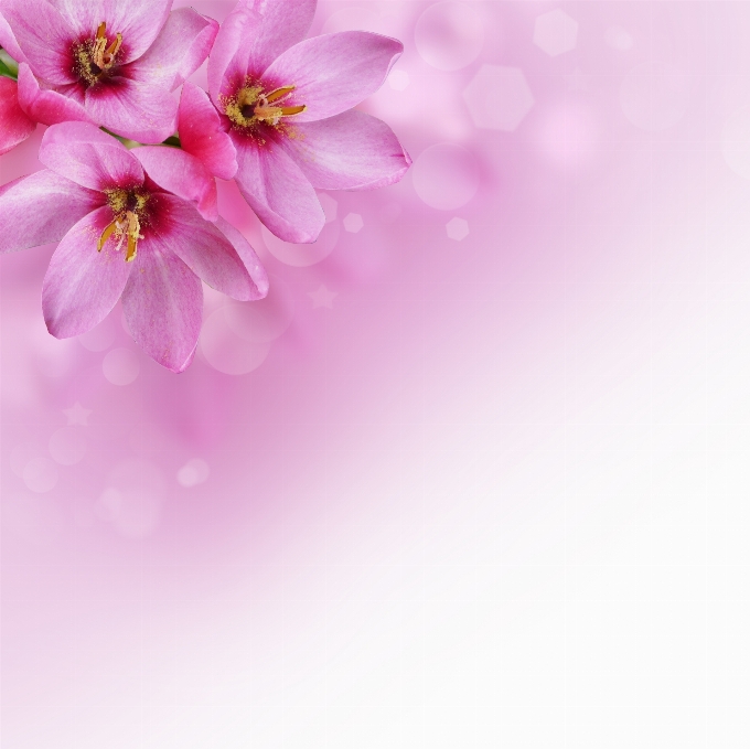 Blossoms flowers background pink