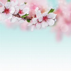 Blossoms pink nature flower Photo