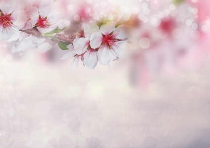 Blossoms pink nature flower Photo