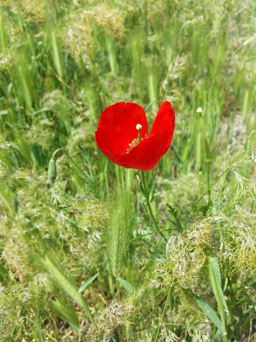 花 植物 ポピー
 ワイルドフラワー
