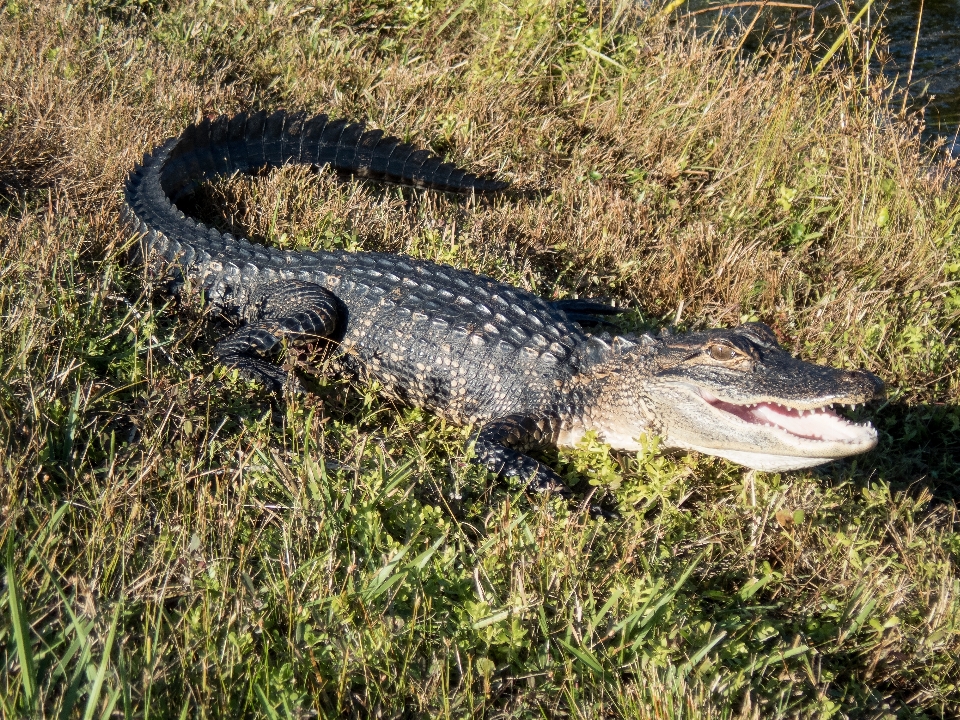 Alligator reptile crocodilia
 américain
