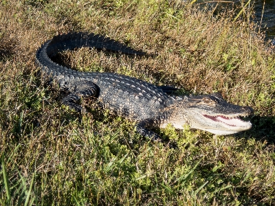 Alligator reptile crocodilia american Photo