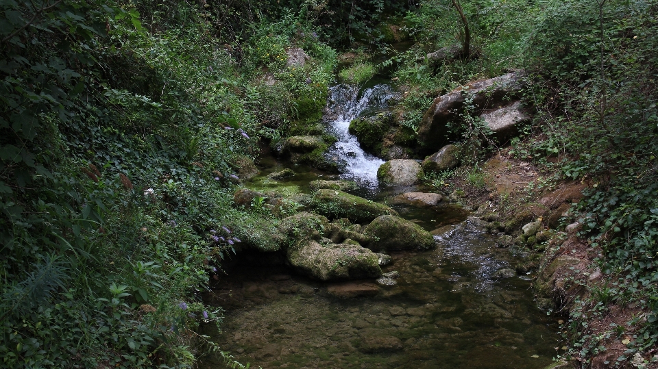 Arroyo
 vegetation wasser stream