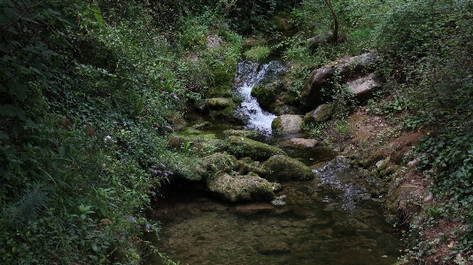 Arroyo vegetation water stream Photo