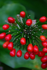 Foto Alam flora merapatkan
 tunas