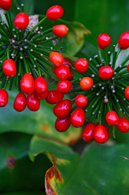 Nature flore feuille fruit