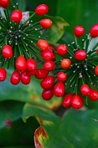 Nature flora leaf fruit Photo