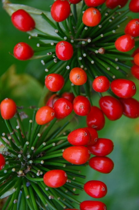 Flor taxus baccata
 fruta fechar-se
