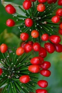 Flower taxus baccata fruit close up Photo