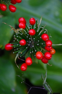 Flower flora berry aquifoliaceae Photo