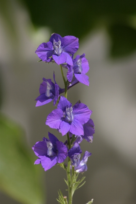 Tree branch plant flower